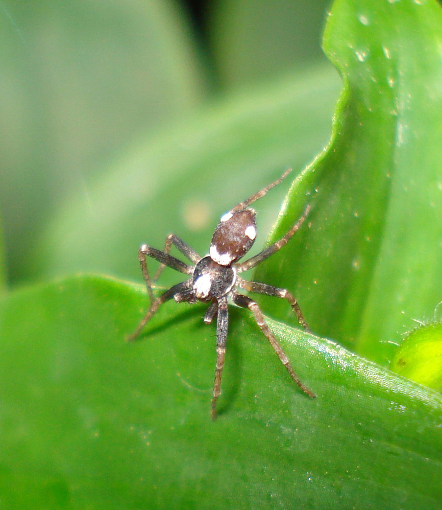 Pulchellodromus bistigma - Anzio (RM)